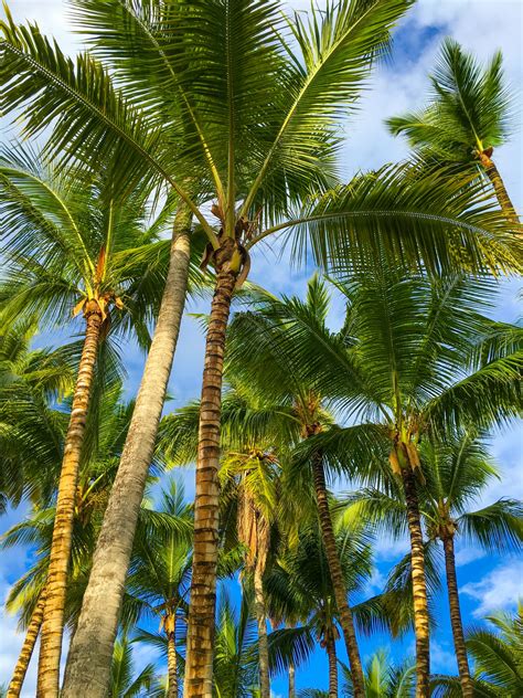 269,036 Palm Trees Stock Photos & High.